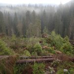 Der politische Wald - Proteste gegen illegalen Holzeinschlag in Rumänien